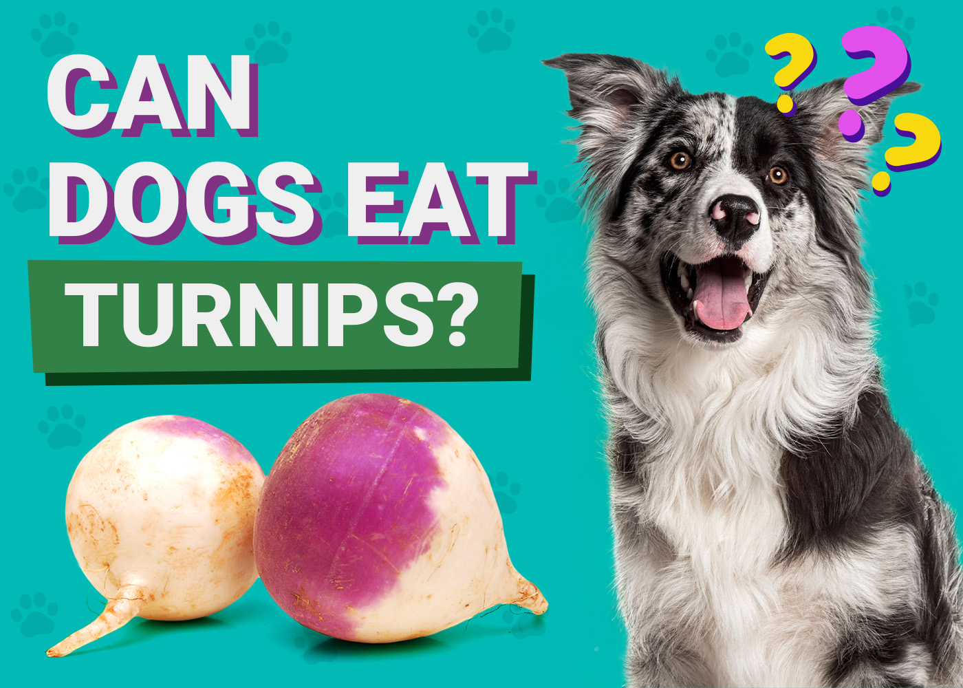 Can Dogs Eat Turnips? Vet-Reviewed Facts & Safety Guide