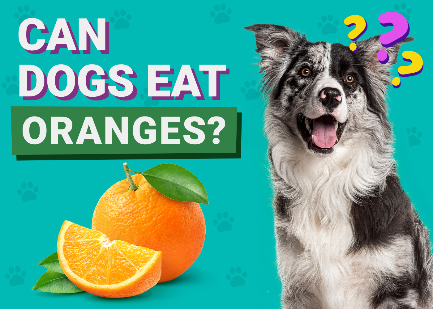 Can Dogs Eat Oranges? Vet-Reviewed Facts & FAQ