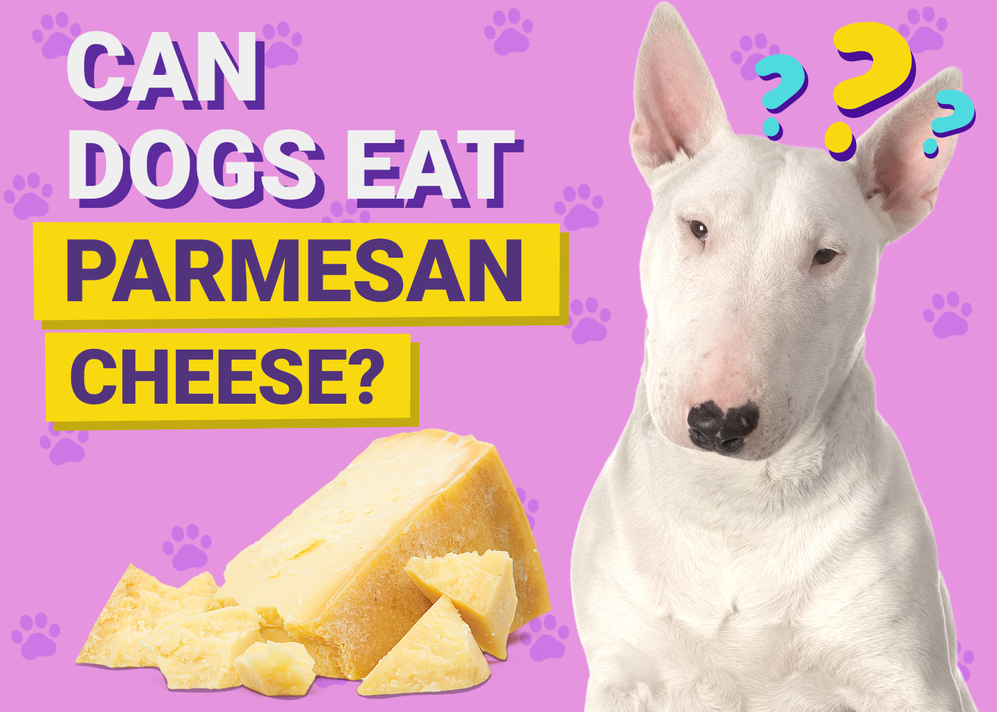 Can Dogs Eat Parmesan Cheese? Vet-Verified Facts, Risks & FAQ
