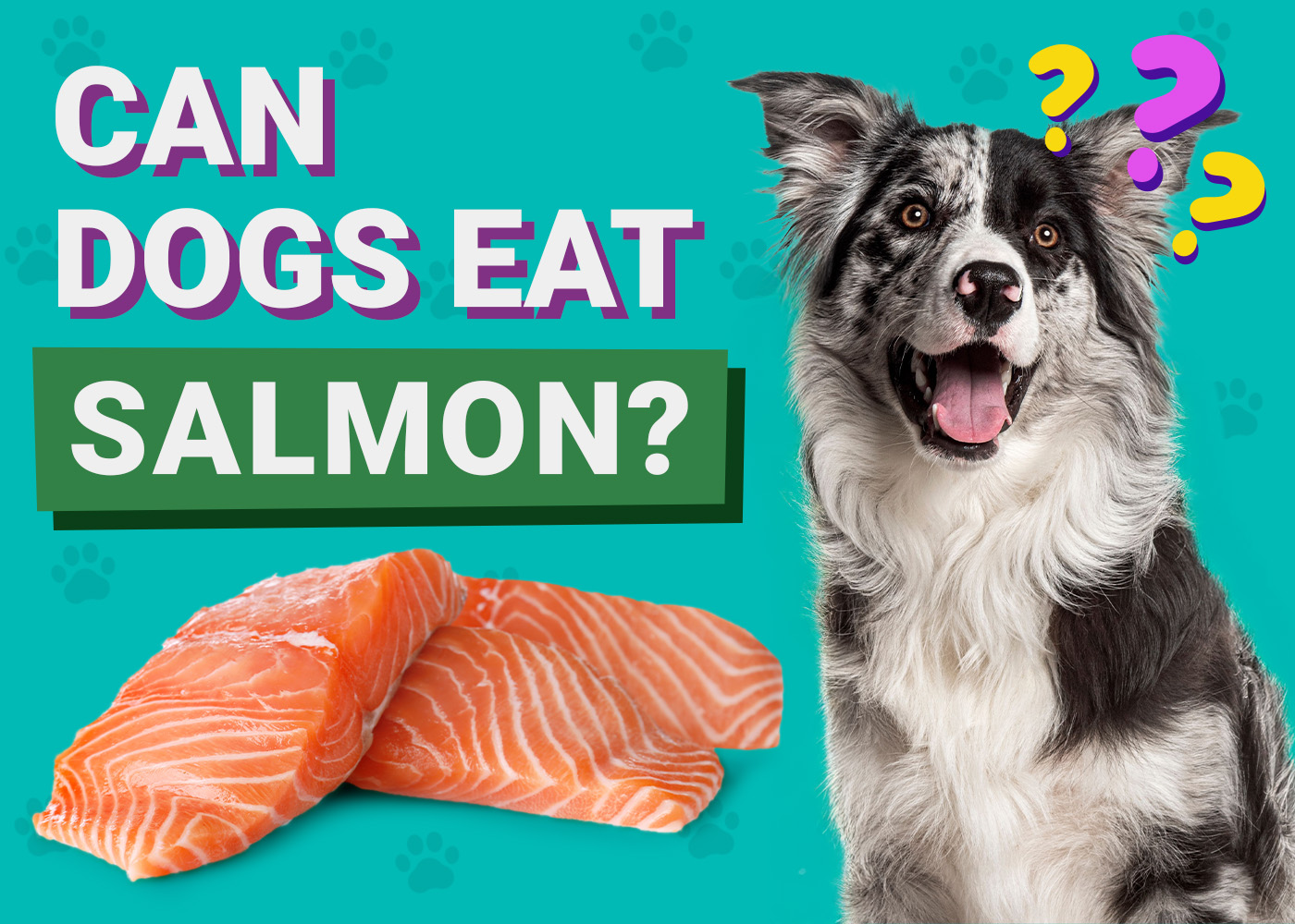 Can Dogs Eat Salmon? Vet Reviewed Nutrition Facts & Precautions