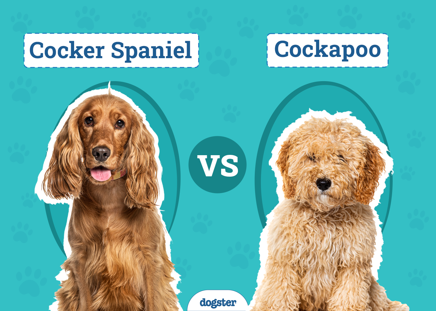Cocker Spaniel vs Cockapoo: Key Differences (With Pictures)