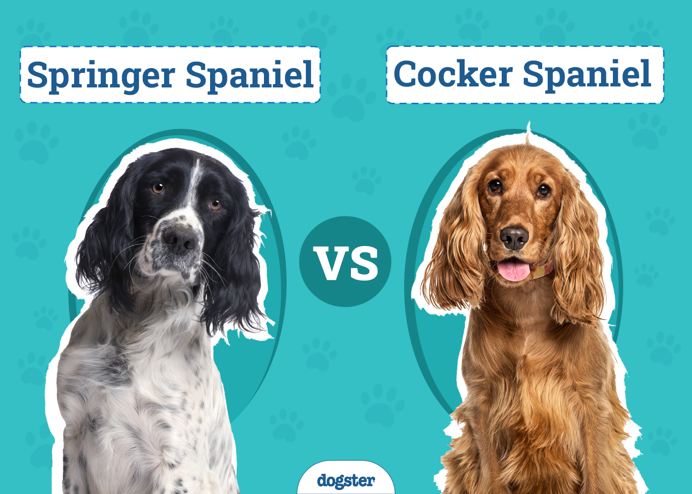 Springer Spaniel vs Cocker Spaniel: Key Differences (With Pictures)