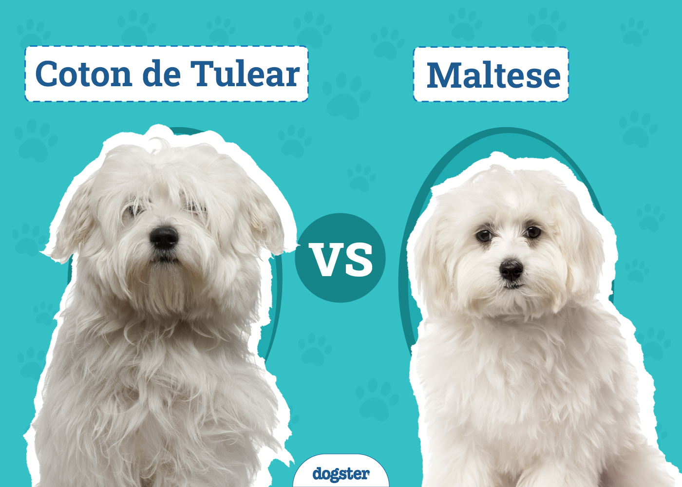 Coton de Tulear vs Maltese: The Differences (With Info & Pictures)