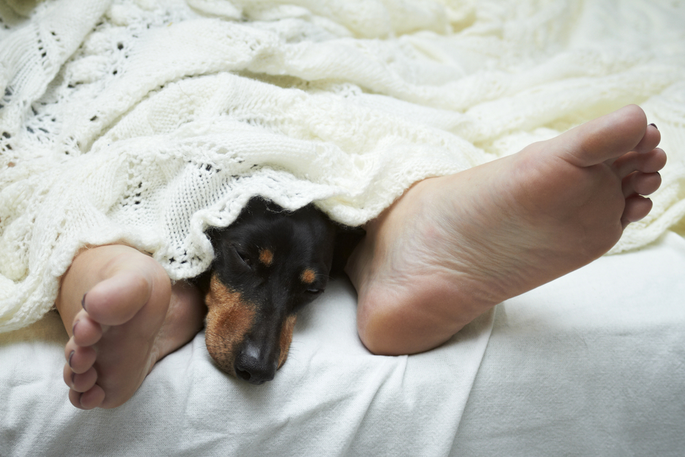 My Dog Is Waking Up in the Middle of the Night, What's Wrong? Vet-Reviewed Reasons
