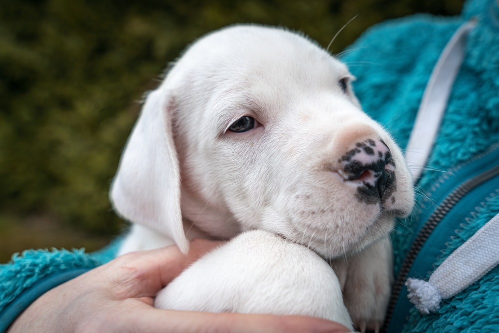 Dogo Argentino puppy