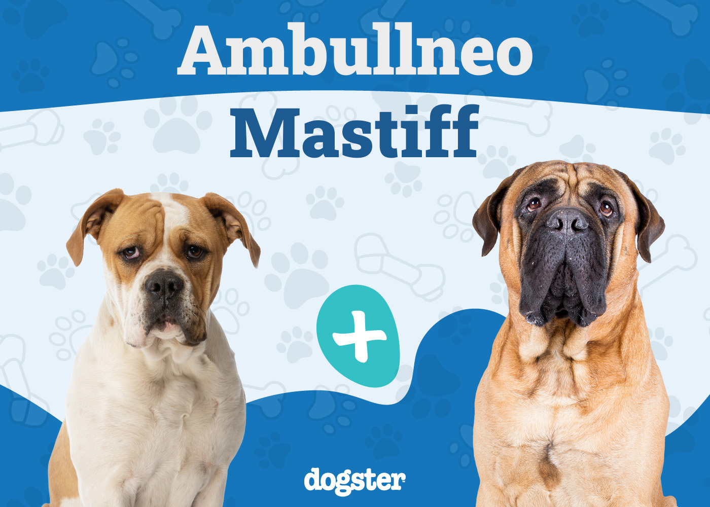 Ambullneo Mastiff Breed: Info, Pictures, Care Guide & More