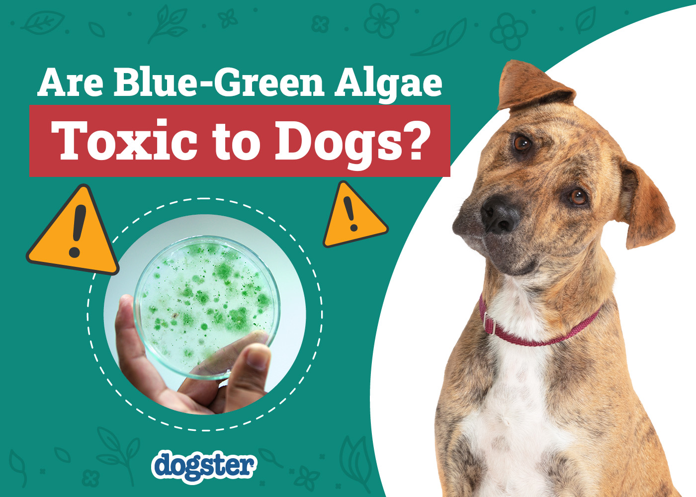 Blue-Green Algae & Dogs: Vet-Reviewed Toxicity Signs, Causes & Treatment