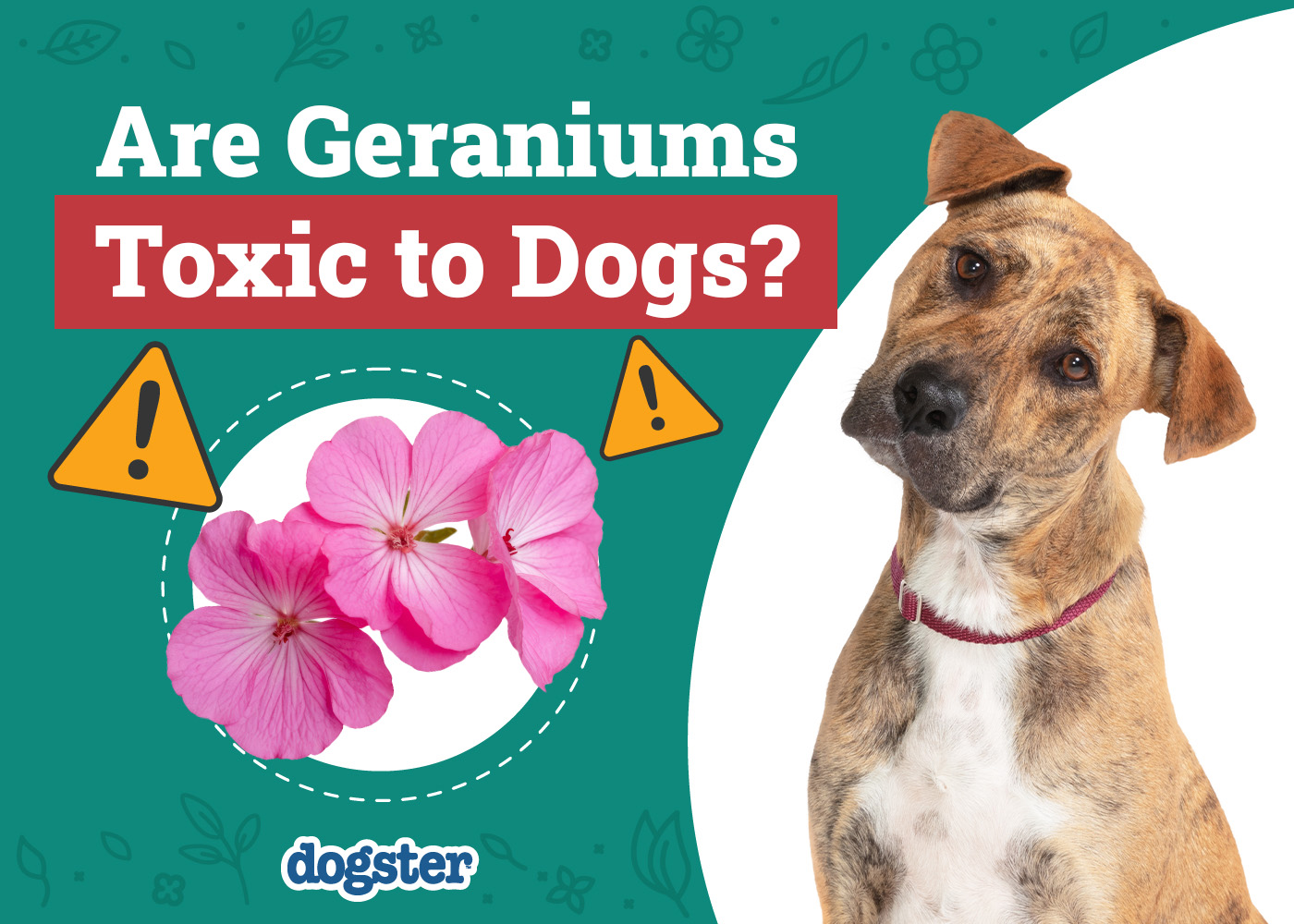 Are Geraniums Toxic to Dogs? Vet-Verified Facts & FAQ