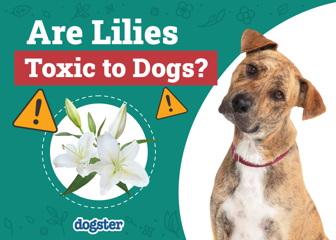 Are Lilies Toxic to Dogs? Vet-Verified Facts, Info & Poison Help