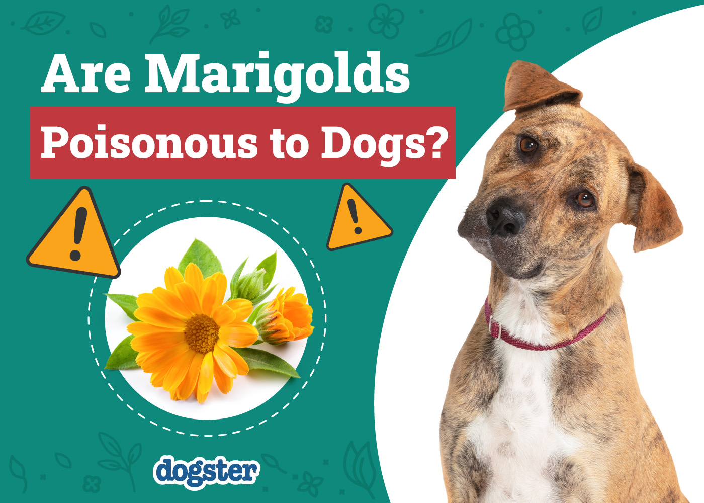 Are Marigolds Poisonous to Dogs? Vet-Approved Health Facts