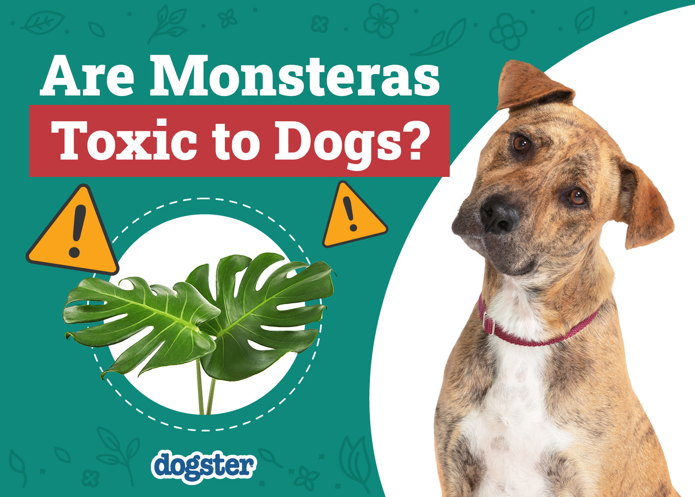 Are Monsteras Toxic to Dogs? Vet-Verified Facts, Info & Poison Help