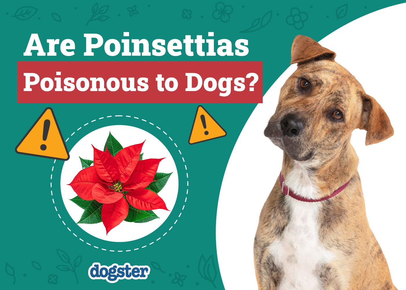 Are Poinsettias Poisonous to My Dog? Vet-Approved Answer