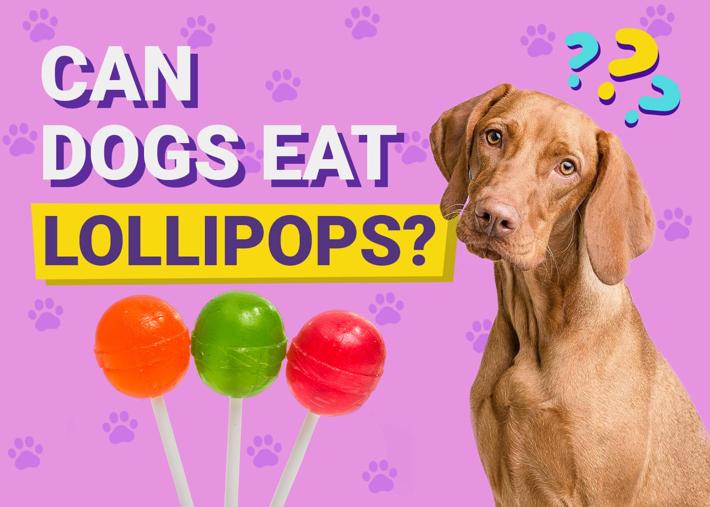 Can Dogs Eat Lollipops? Vet-Reviewed Facts & FAQ