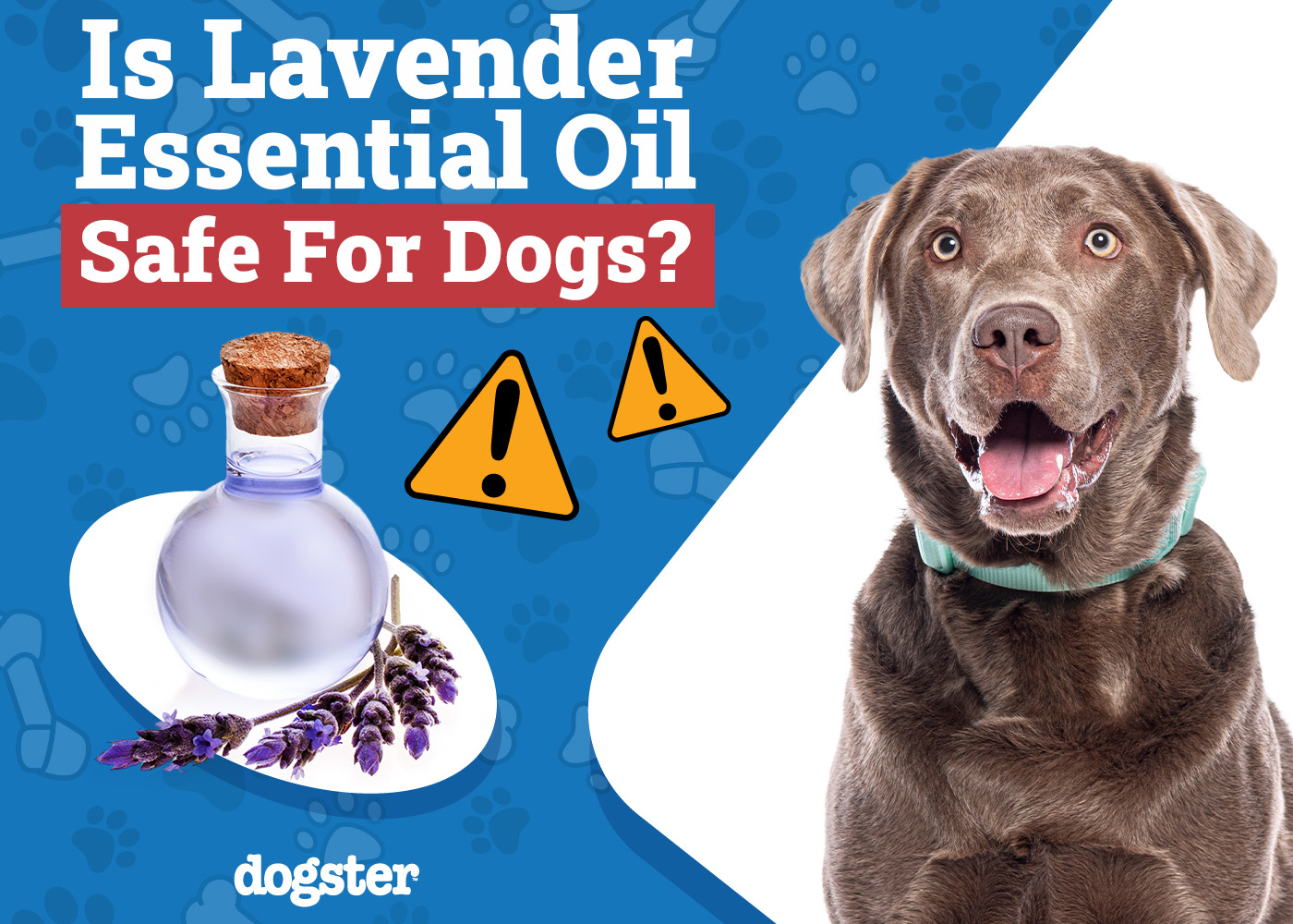 Is Lavender Essential Oil Safe for Dogs? Vet-Approved Facts & FAQ