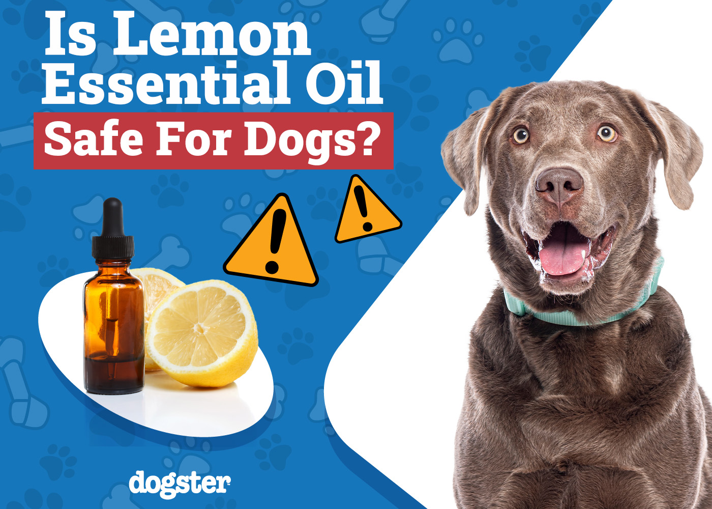 Is Lemon Essential Oil Safe for Dogs? Vet-Approved Health Facts