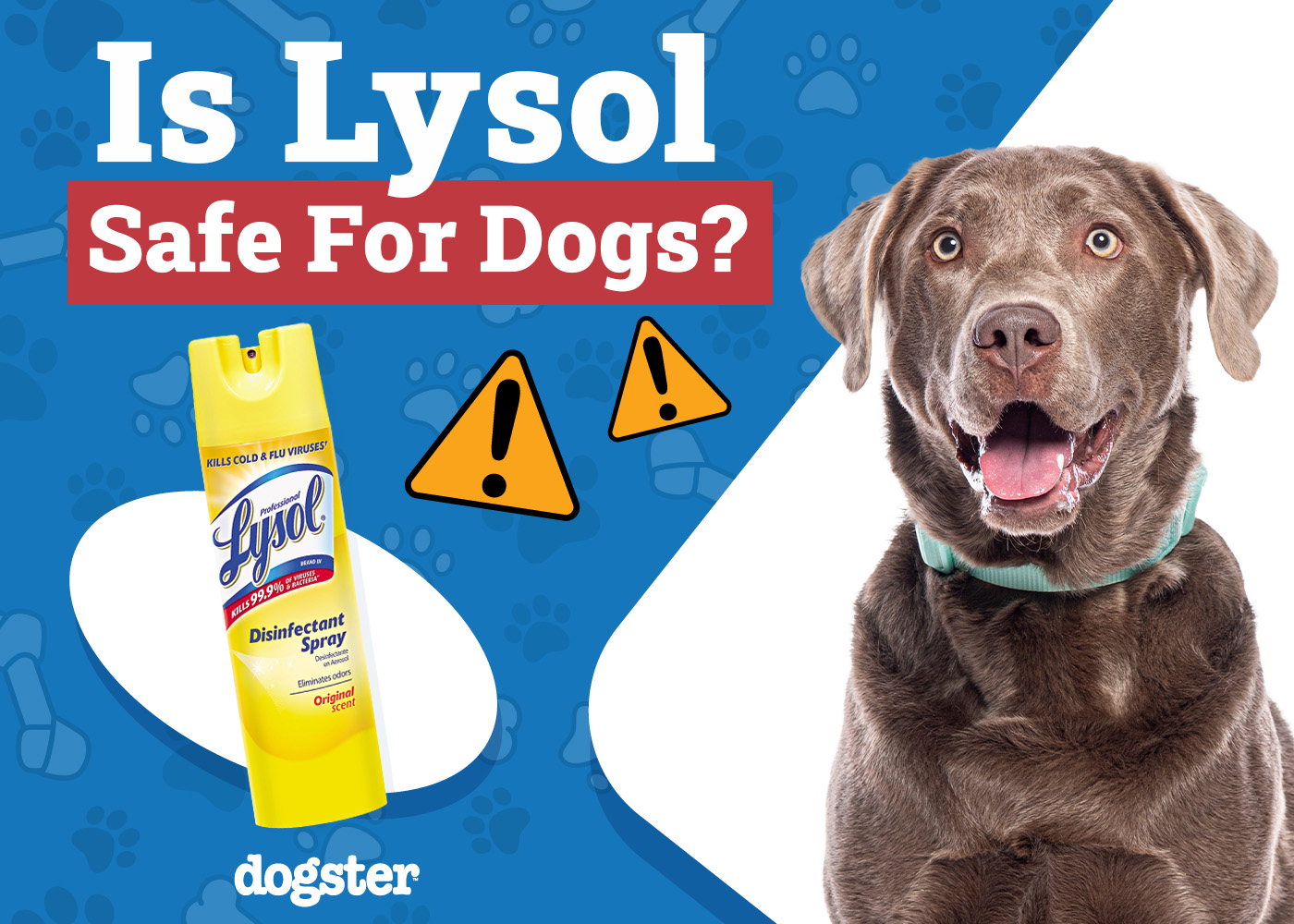 Is Lysol Safe to Use Around Dogs? Vet-Approved Facts & FAQ