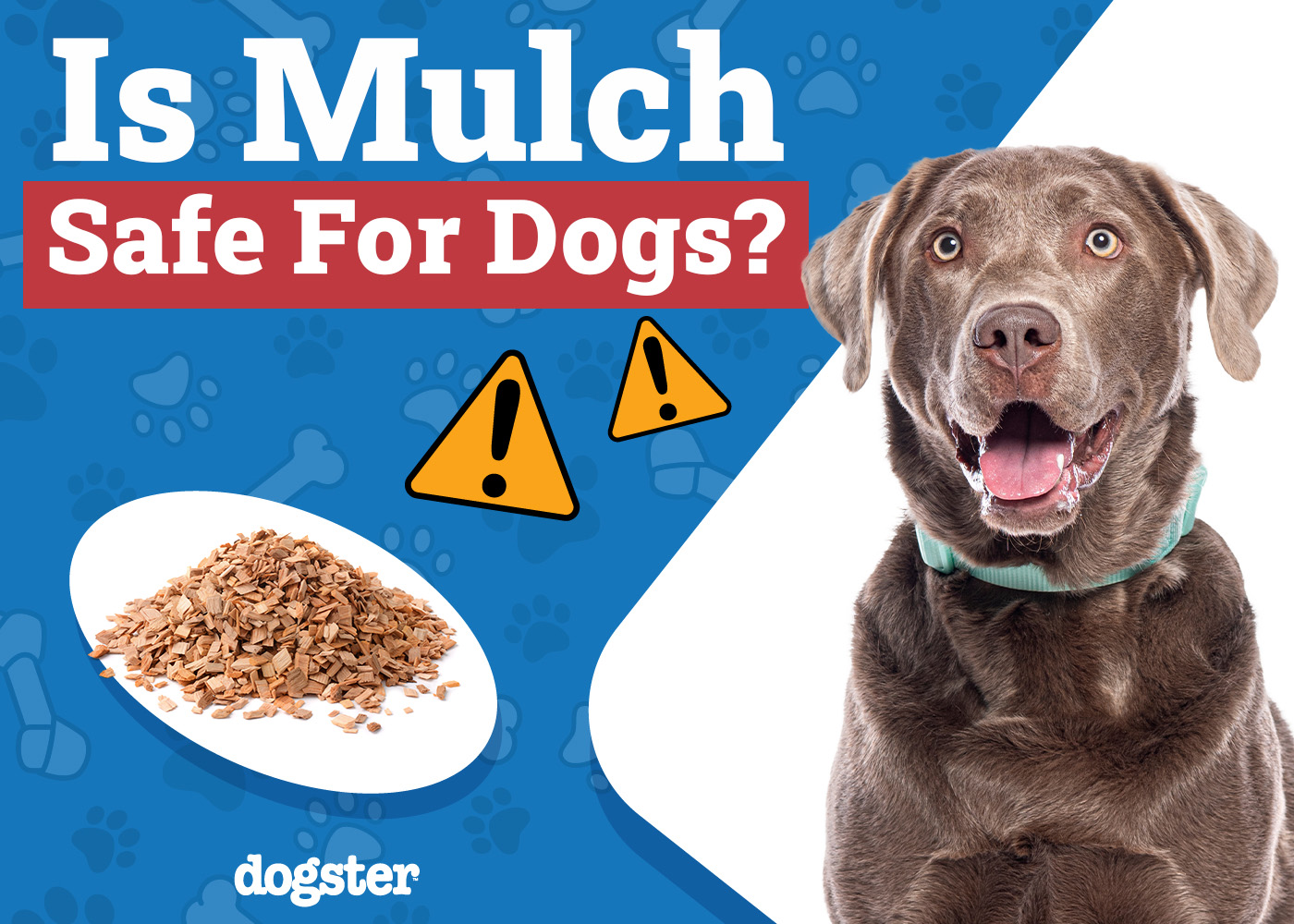 Dogster_Is Mulch Safe for Dogs
