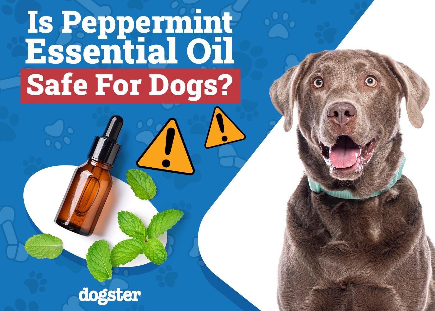 Is Peppermint Essential Oil Safe for Dogs? Vet-Reviewed Facts
