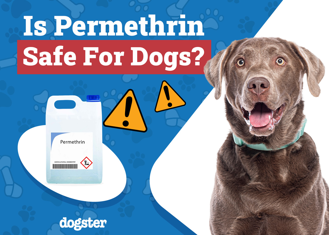 Is Permethrin Safe for Dogs? Our Vet Explains