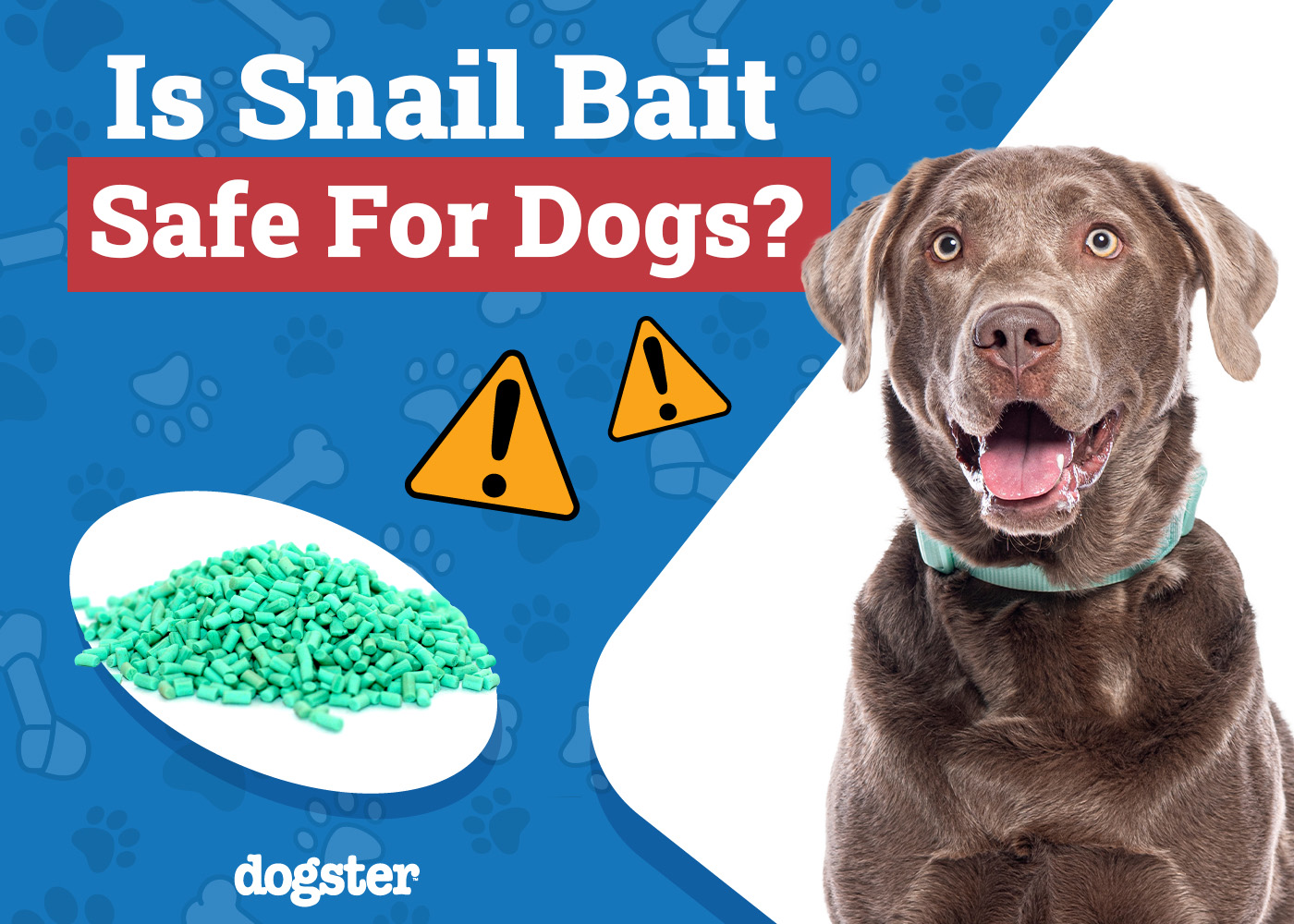 Is Snail Bait Safe for Dogs? Vet-Reviewed Safety Tips