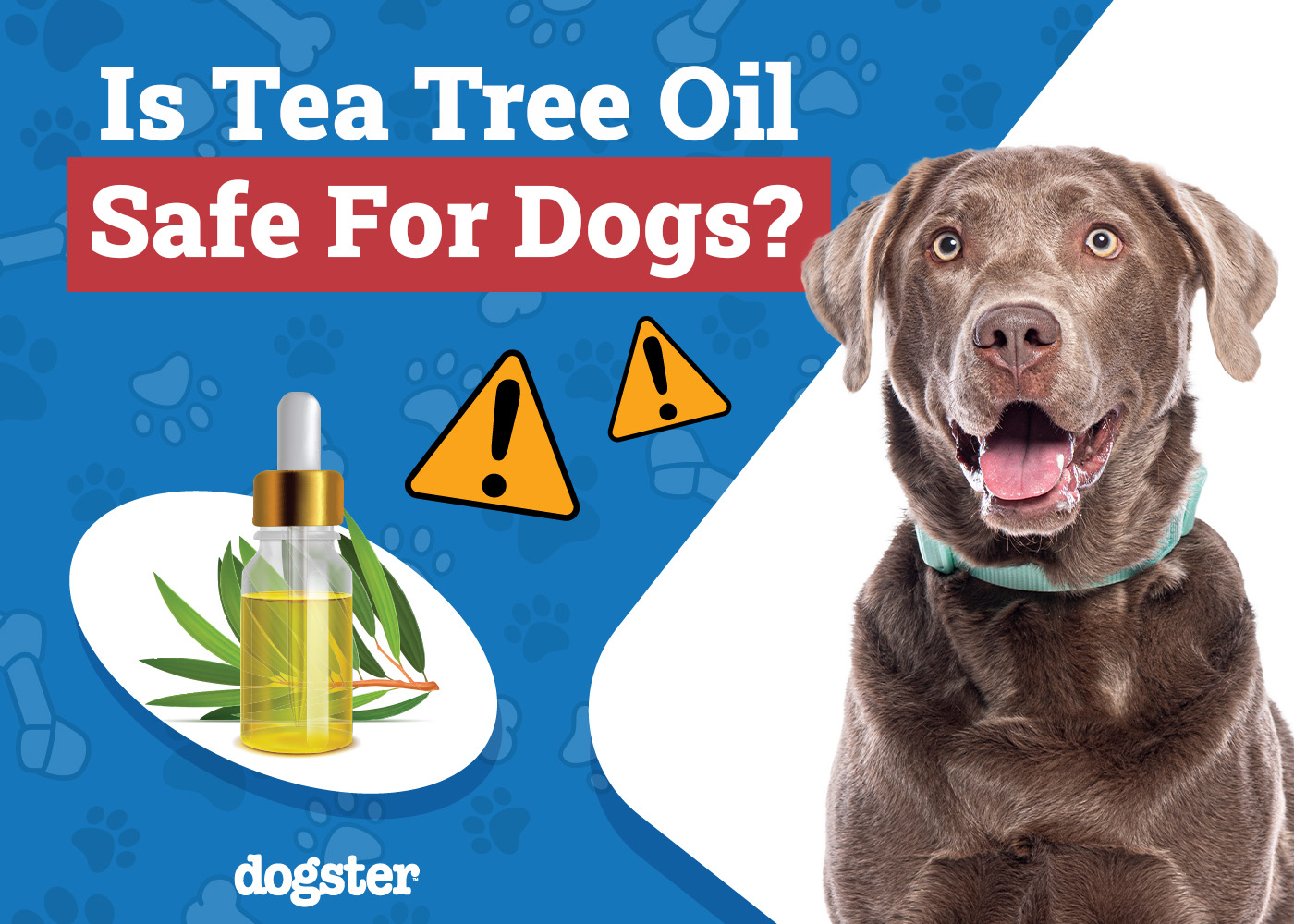 Is Tea Tree Oil Safe for Dogs? Vet-Verified Toxicity & Safety Info