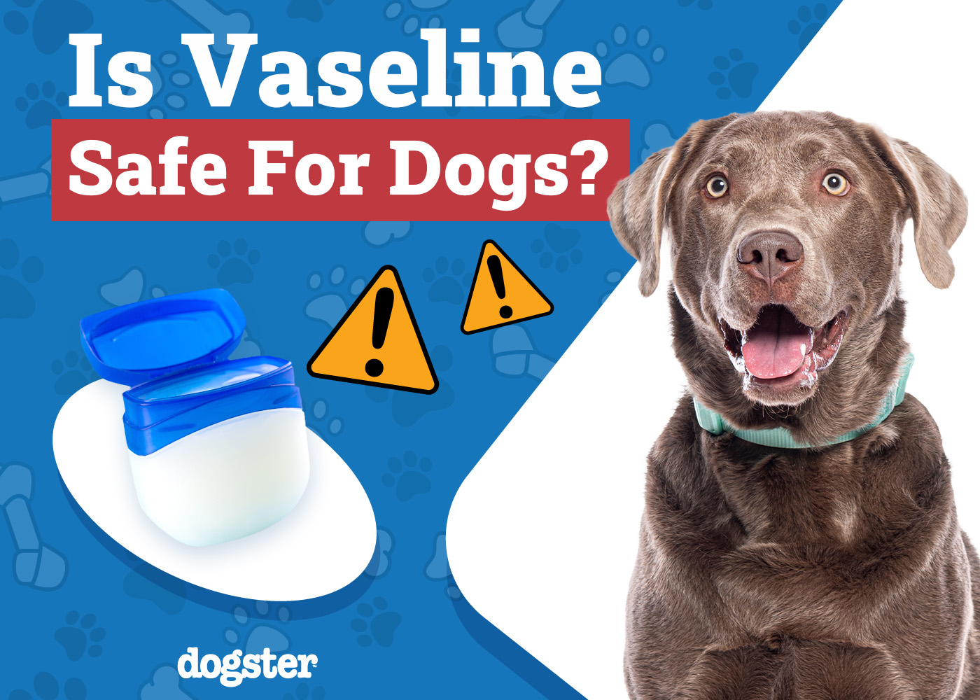 Is Vaseline Safe for Dogs? Vet-Verified Facts & FAQ