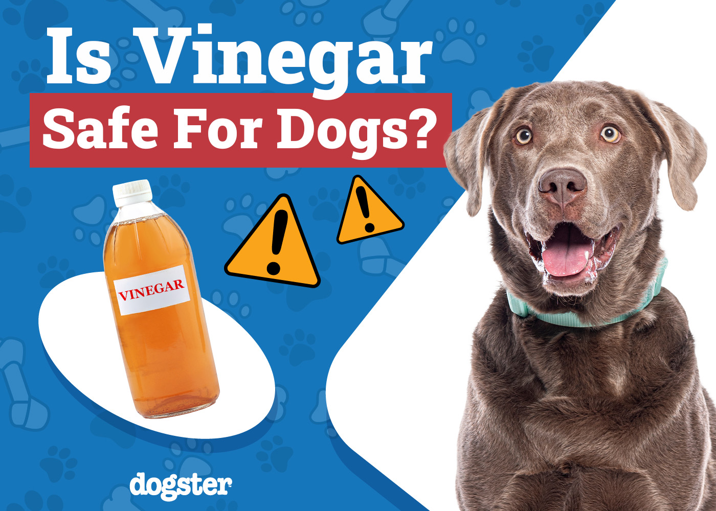 Is Vinegar Safe for Dogs When Used for Cleaning? Vet-Verified Facts & Benefits