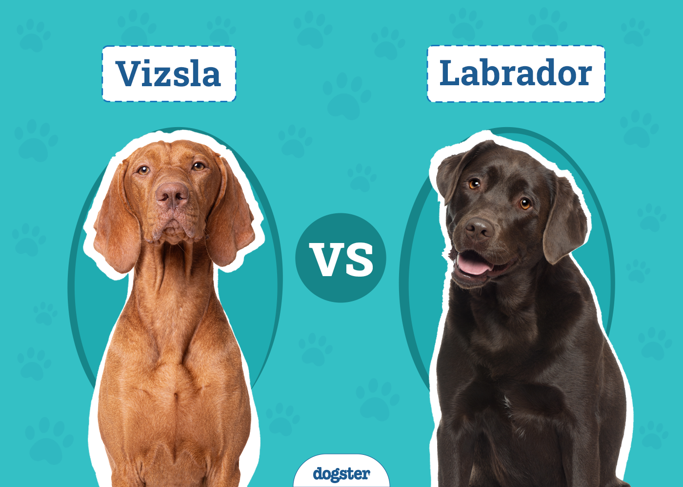 Vizsla vs. Labrador: The Key Differences (With Info & Pictures)