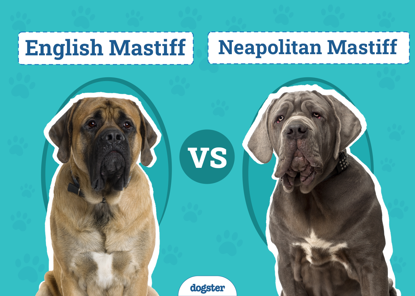 English Mastiff vs Neapolitan Mastiff: Key Differences (With Pictures)