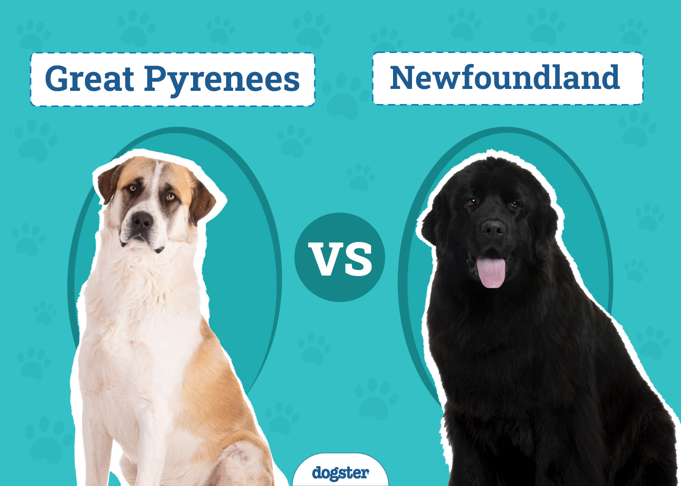 Great Pyrenees vs Newfoundland: Differences Explained (With Pictures)