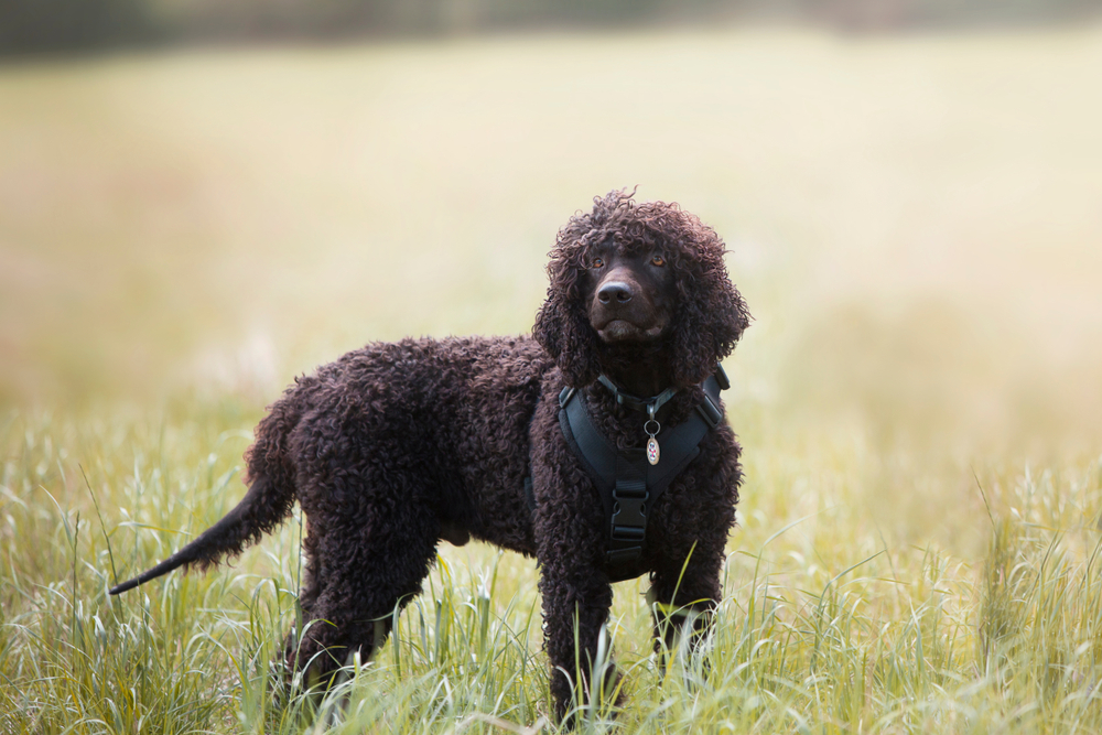 Irish Water Spaniel standing on grass