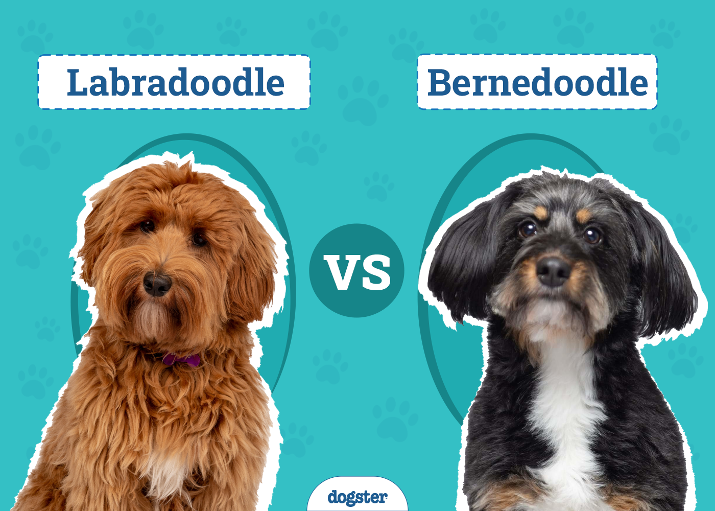 Labradoodle vs. Bernedoodle: The Key Differences (With Info & Pictures)