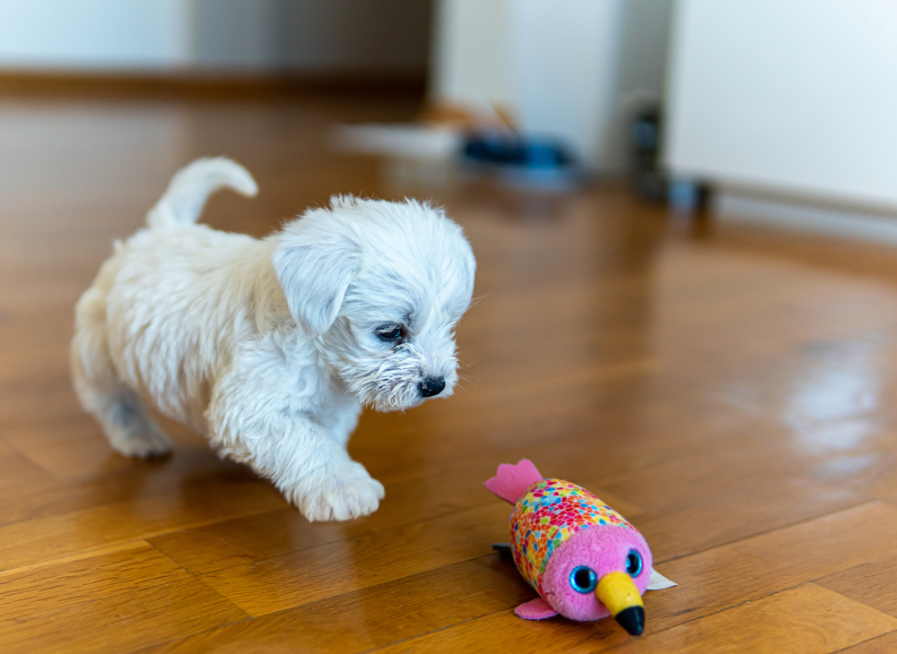 Maltese puppy playing with toy