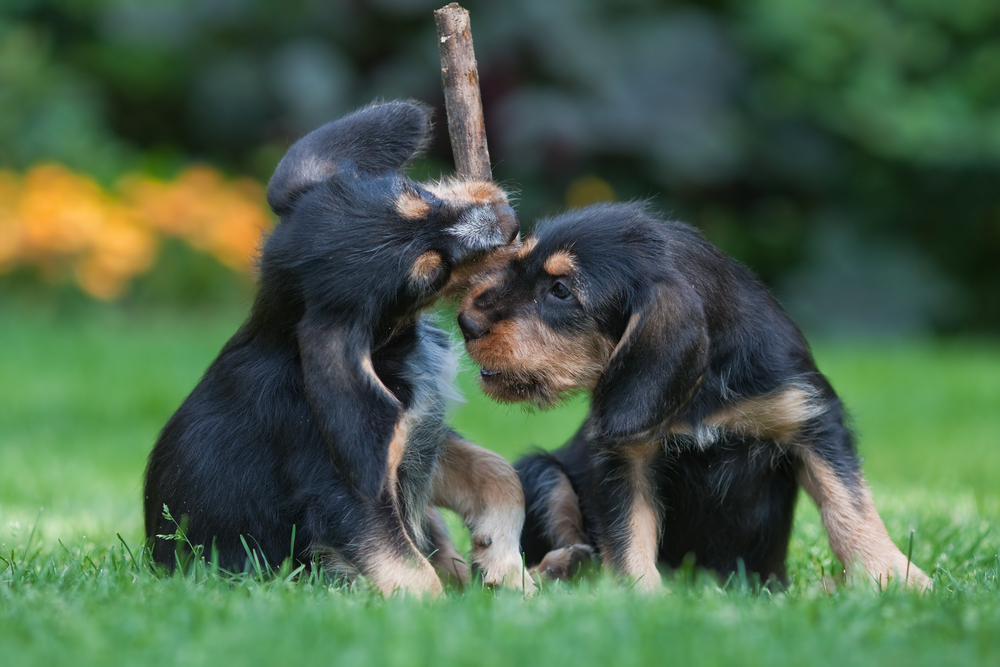 Otterhound puppies playing