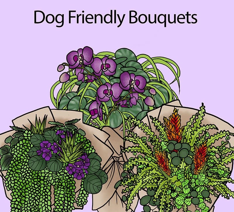 5 Dog-Safe Bouquets: Vet-Reviewed Dog-Friendly Flower Arrangement Ideas