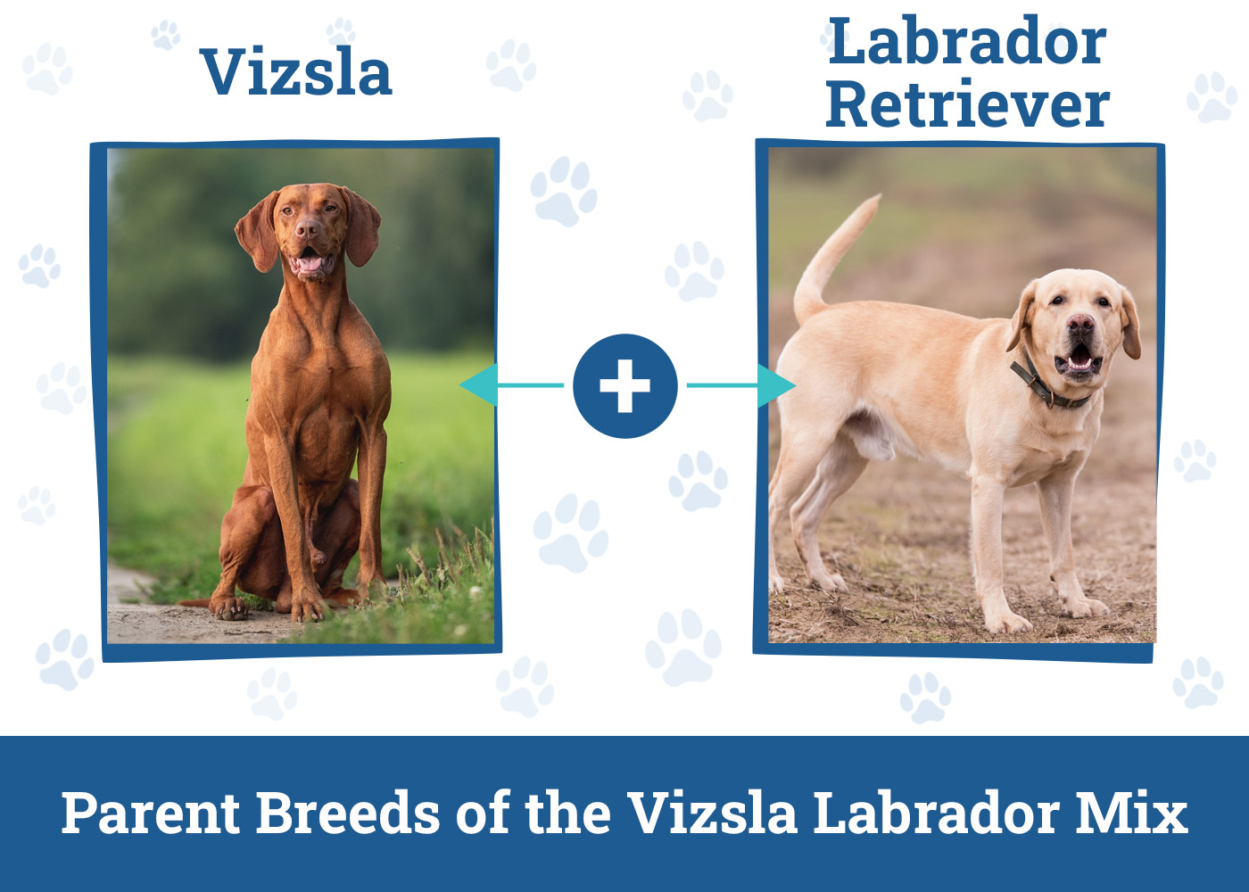 Parent Breeds of the Vizsla Labrador Mix