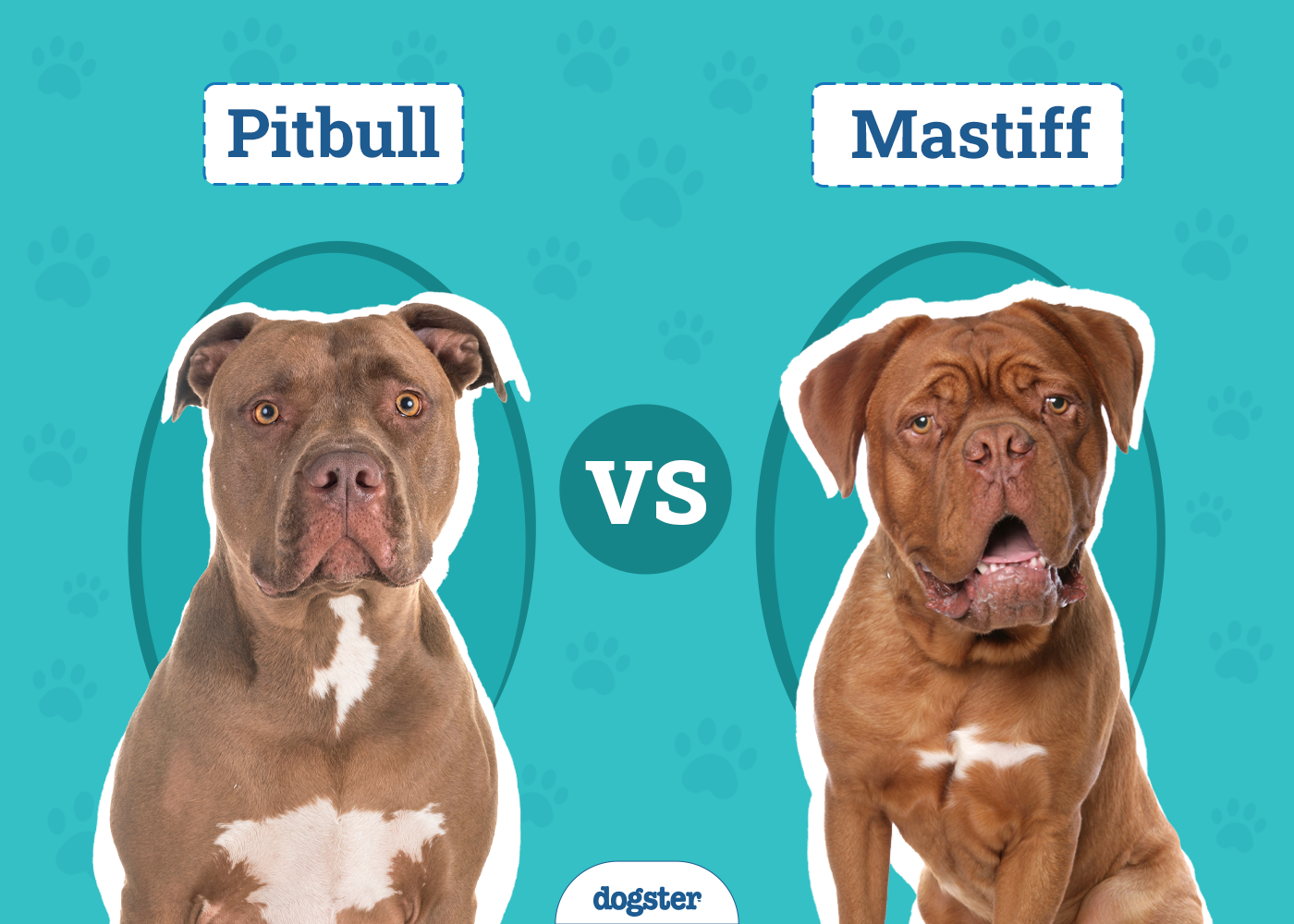 Pitbull vs Mastiff: The Key Differences (With Pictures)