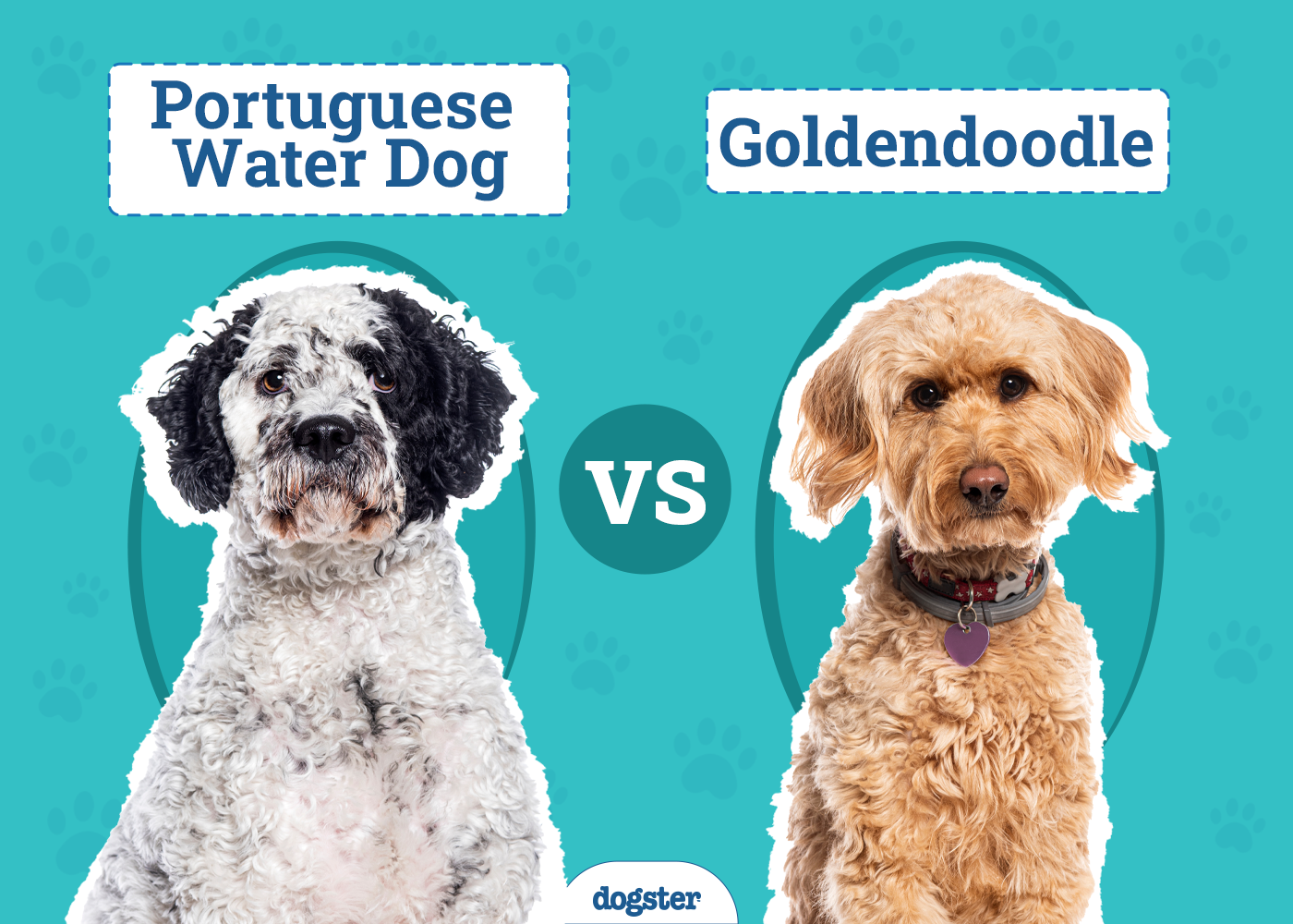 Portuguese Water Dog vs Goldendoodle: Key Differences (With Pictures)