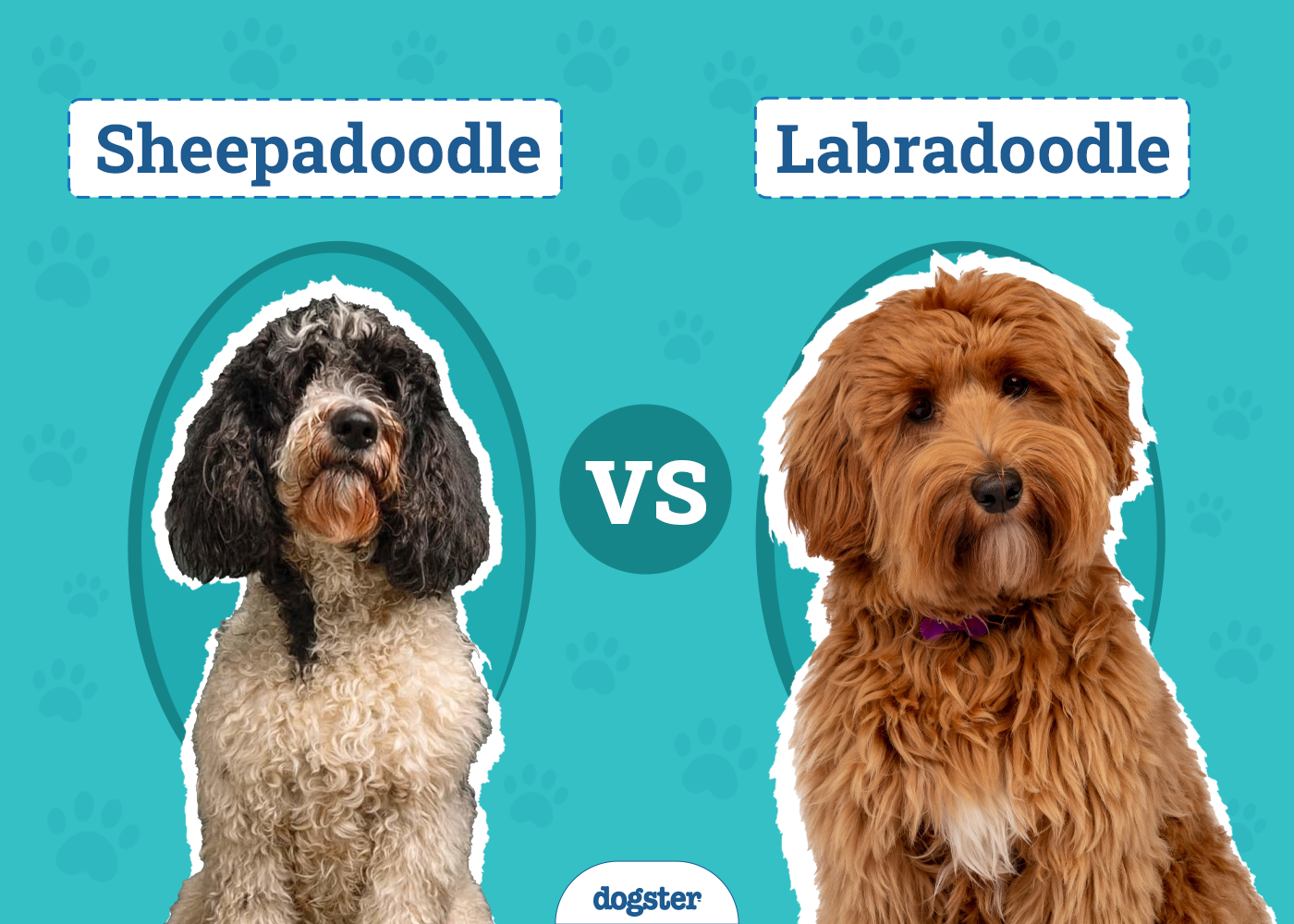 Sheepadoodle vs Labradoodle: The Key Differences (With Pictures)