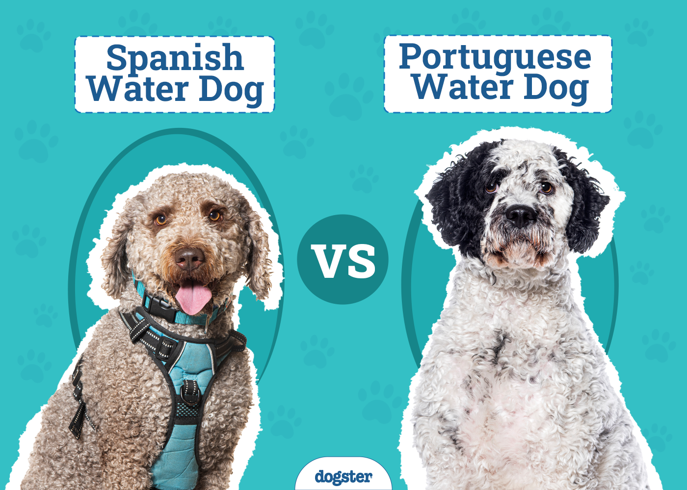 Spanish Water Dog vs. Portuguese Water Dog: Differences Explained (With Pictures)