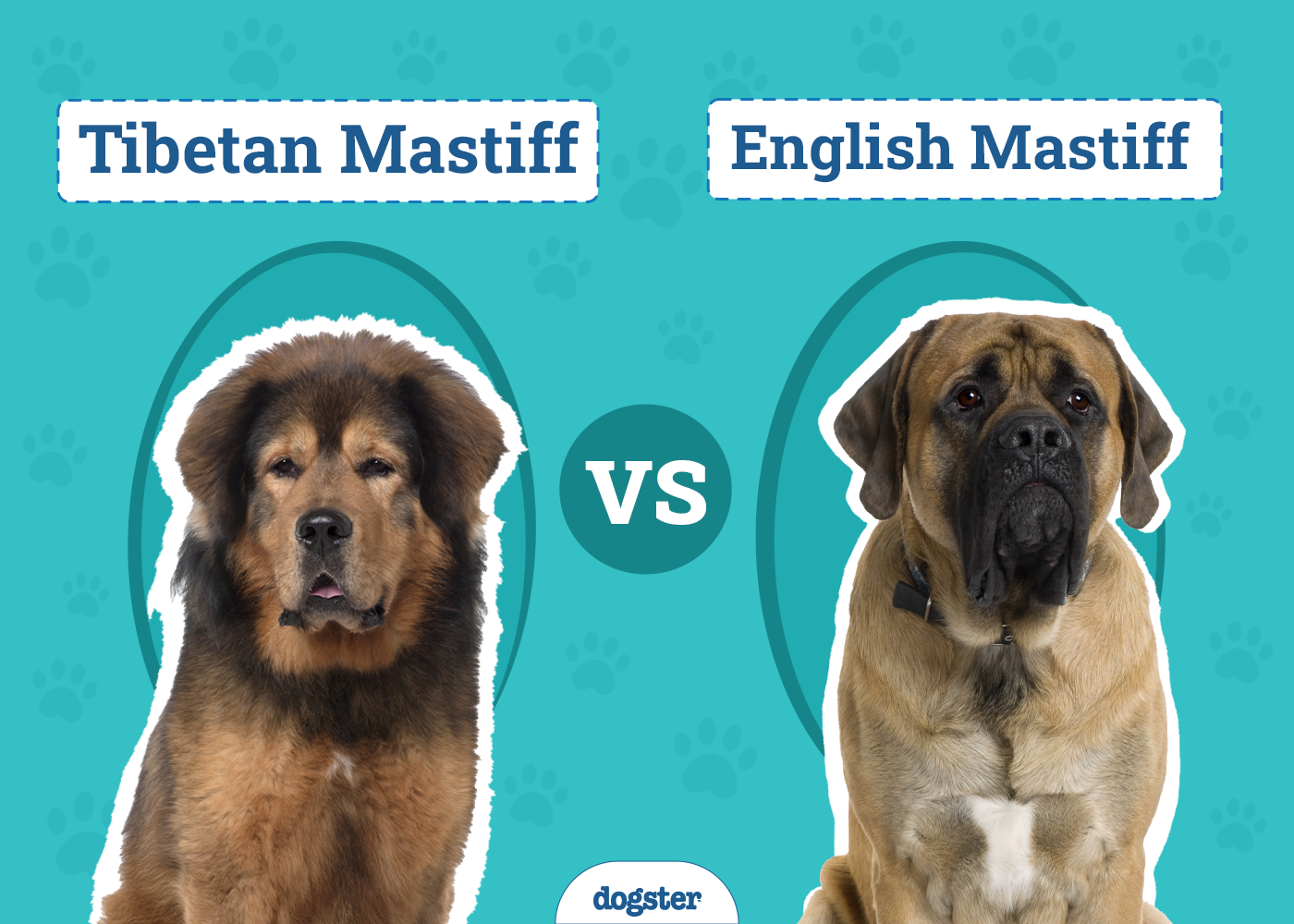 Tibetan Mastiff vs English Mastiff: The Key Differences (With Pictures)