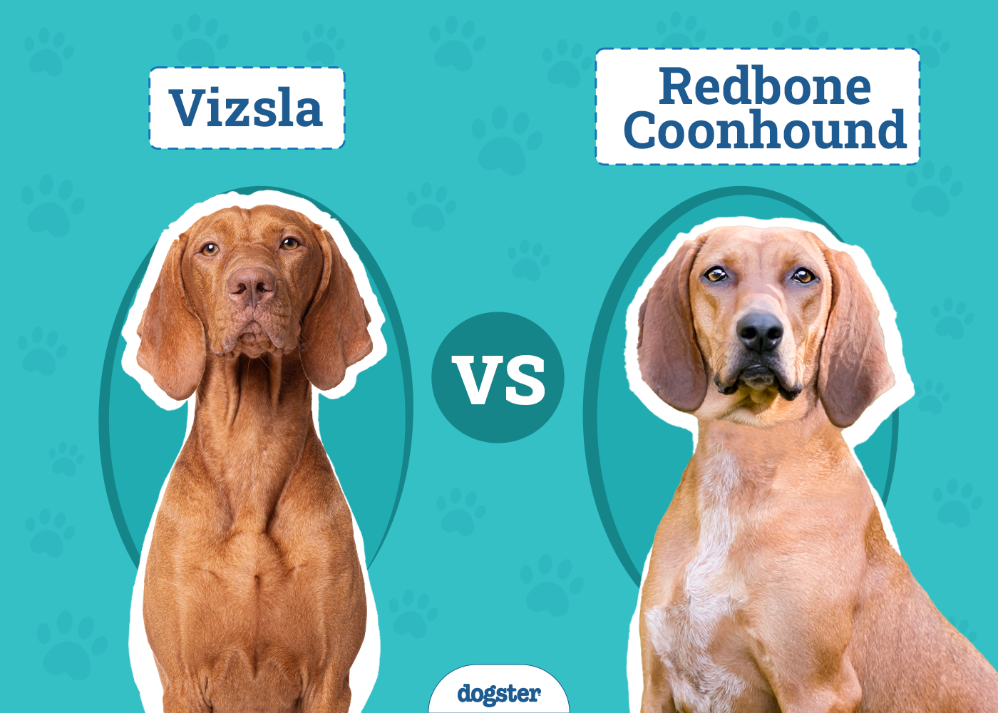 Vizsla vs Redbone Coonhound: The Differences (With Pictures)