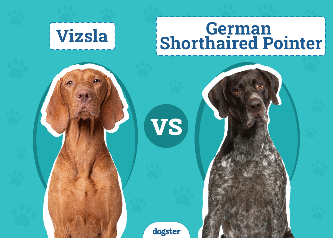 Vizsla vs. German Shorthaired Pointer: Vet-Verified Differences (With Pictures)