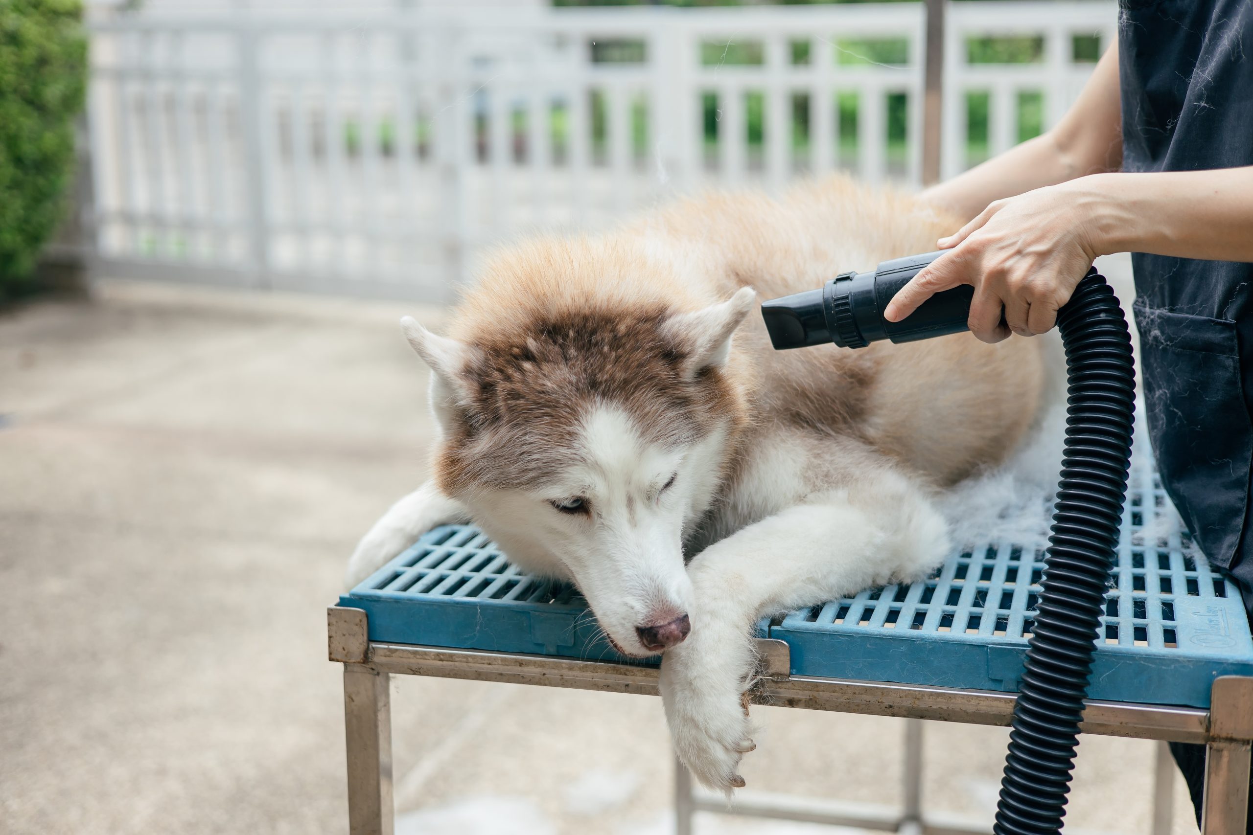 Woman using blow dryer to dry husky dog's fur
