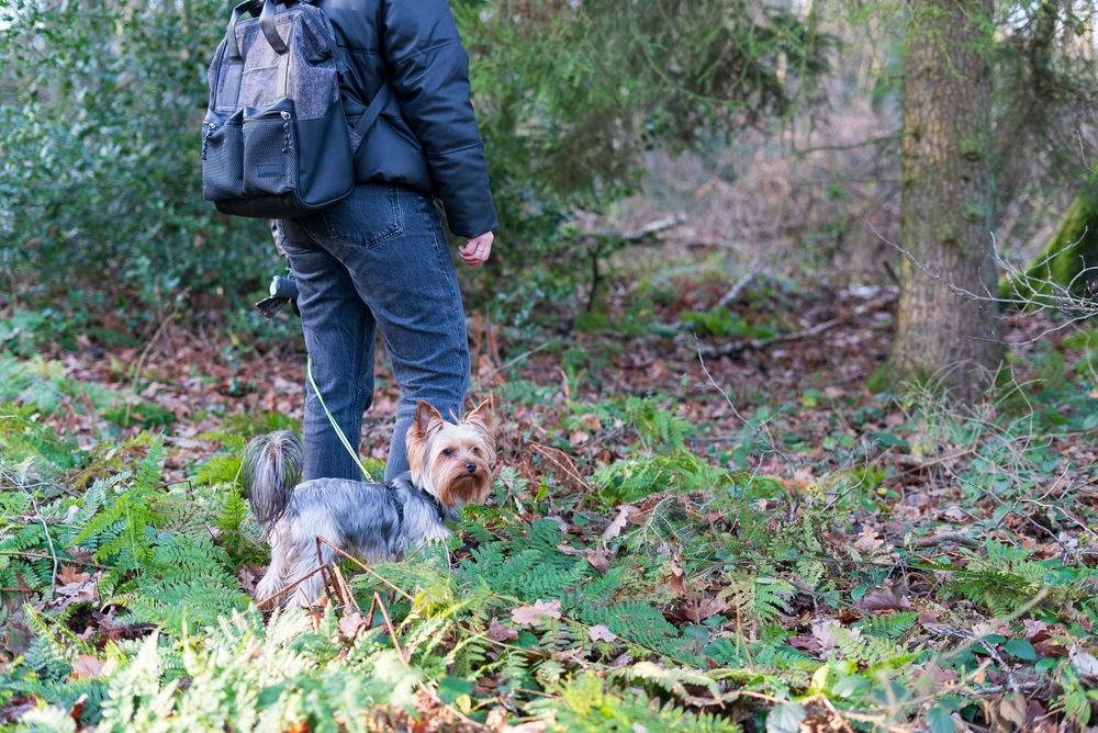 Yorkshire Terrier going along on a hike