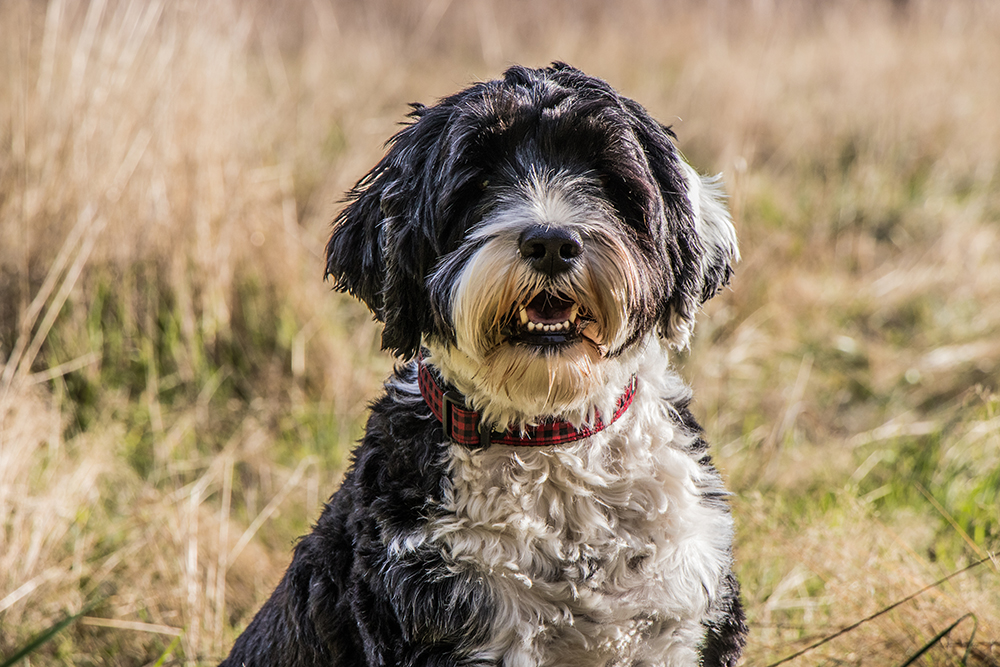 8 Portuguese Water Dog Pros & Cons to Know Before You Get One
