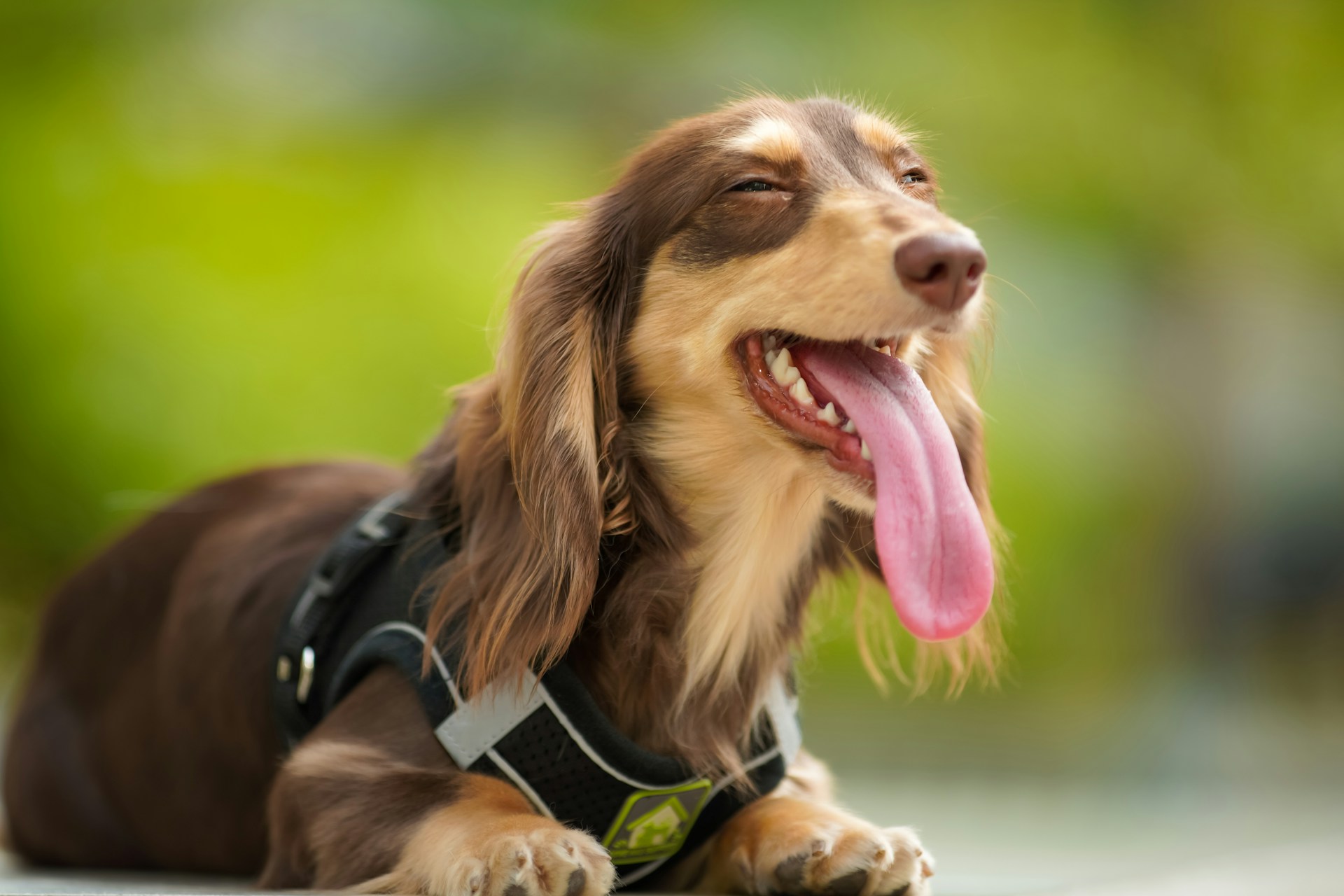 7 Vet-Reviewed Reasons Why Your Dachshund Has Bad Breath & Vet-Approved Tips