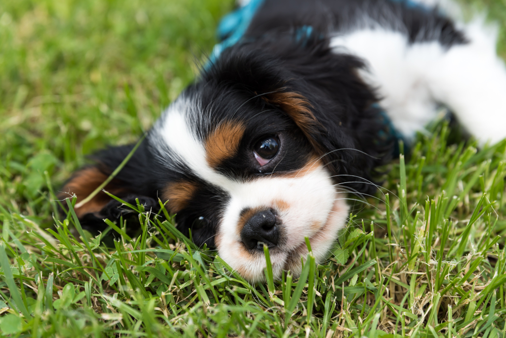 Mini Bernese Mountain Dog Breed: Info, Pictures, Temperament & Traits