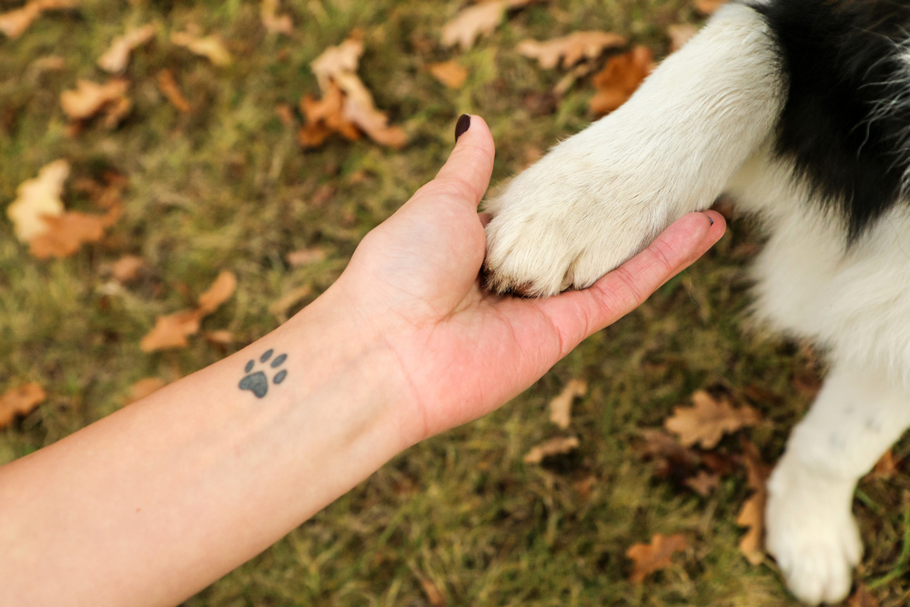 Do All Dogs Have Webbed Feet? 8 Breeds That Do