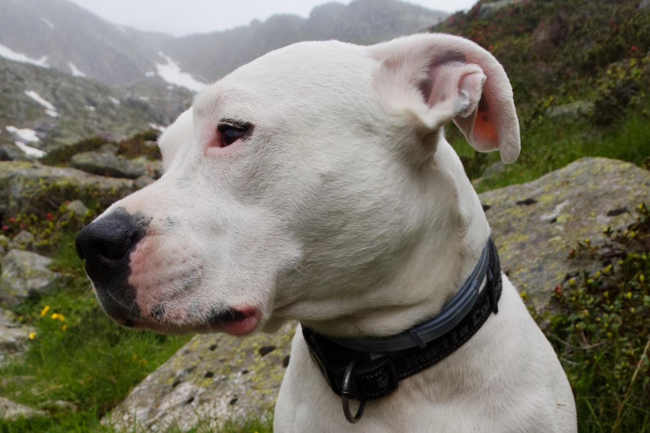 dogo argentino close up side view